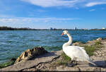 Schwantastische Aussicht auf den Lacul Tăbăcăriei in Constanța (RO).