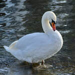 Ein stolzer Schwan am Traveufer, so gesehen Anfang November 2025 in Travem�nde.