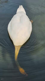 K�pfchen ins Wasser...