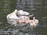 Diese Schwanenfamilie war Anfang Mai 2026 in Hattingen zu beobachten.