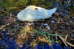 Anfang September 2026 habe ich in Hattingen diesen Schwan entdeckt.