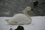 Zwergschwan (Cygnus bewickii) am 9.1.2010 im Tierpark Berlin.