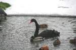 Schwarzer Schwan oder Trauerschwan (Cygnus atratus) am 9.1.2010 an einer eisfreien Flche im See.