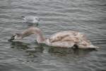 Junger Hckerschwan (Cygnus olor) am 12.2.2010 am Rhein bei Altenheim.