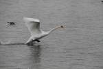 Startender Hckerschwan (Cygnus olor) am 12.2.2010 am Rhein bei Altenheim.