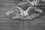 Wilde Verfolgungsjagd zweier Hckerschwne (Cygnus olor) am 12.2.2010 am Rhein bei Altenheim.