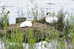 Schwanenpaar, offensichtlich beim  Brutgeschft , im Nest beim Neffelsee - 18.05.2010