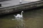 Ein Schwan auf der Alster im Hamburg am 01.08.2010