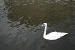 Ein Schwan im Hamburg auf der Alster, am 01.08.2010