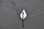 Ein Schwan, schwimmt auf der Leine in Hannover, am 28.September 10