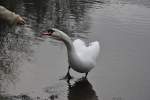 Schwan lsst sich fttern,  auf dem Silber See in Hannover.