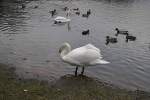 Schwan und Enten, auf dem Silber See in Hannover.