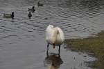 Schwan sieht sein Spiegelbild, auf dem Silber See in Hannover.