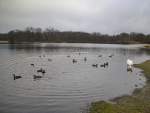 Ein Schwan und viele Enten, auf dem Silber See in Hannover.