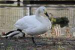 Zwergschwan (Cygnus bewickii) im Tierpark Berlin.