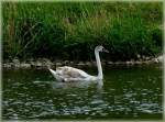 Ein schner Schwan lsst sich auf der Mosel treiben.