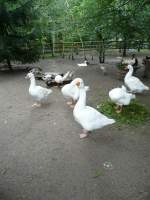 Familie Gans im Tierpark Gera