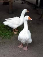 Familie Gans im Tierpark Gera