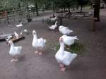 Familie Gans im Tierpark Gera