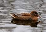 Eine Ente, die Rasse ist mir unbekannt, im Wurmpark bach - Palenberg, am 1.12.11