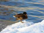 Ente im Schnee am Bielersee am 01.01.2009