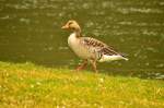 Rasenmher der lebendigen Art, hier in Hamersheim futtert diese Gans den Rasen kurz.