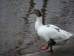 ENTE AN DER SIEG  Nur vorsichtig setzte sie einen Fu ins nasse Element der Sieg dicht oberhalb des Wasserfalls in SCHLADERN...am 8.2.22....