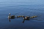 Hamburg am 20.4.2022: Gnsefamilie auf der Hamburger Auenalster /