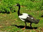 Spaltfussgans (Anseranas semipalmata) im Tierpark Berlin (Juli 2015).