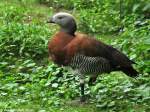 Graukopfgans (Chloephaga poliocephala) im Tierpark Cottbus (August 2015).