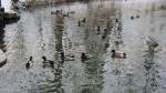 Enten schwimmen im Teich im Matzen Park bei Brixlegg am 4.2.2012.