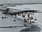 Enten auf dem zugefrorenen Stausee der Obersauer aufgenommen in der Nhe von Liefrange am 13.02.2012.