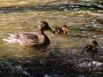 Stolze Entenmutter gibt zwei von ihren acht Schtzlingen Schwimmunterricht;120514