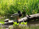 Ente und Schildkrte im Teich.