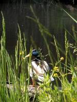 Ente im Teich.