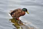 Stockente am Laacher See - 21.06.2012