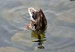 Stockente beim Tauchen im Laacher See - 21.06.2012