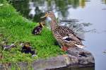 Stockentenmutter mit Jungen an einem See in der Rheinaue Bonn - 26.07.2012