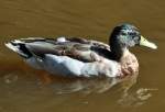 Stockente in einem Waldteich bei Euskirchen - 19.09.2012