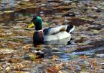 Stockentenerpel schwimmt durch den  Herstlaubteich  an der Burg Ringsheim bei Euskirchen - 17.12.2012