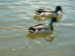 Hier schwimmmen 2 Enten auf dem Main.