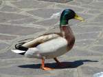 Hier luft eine Ente in Sirmione, 28.05.2013.