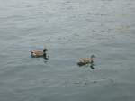 Hier schwimmen zwei Enten im Gardasse, Riva del Garda am 30.05.2013.