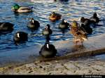 Enten an der Jahrtausendbrcke in Brandenburg an der Havel .