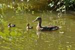 Stockente mit Kken in einem Teich in Euskirchen - 01.08.2013