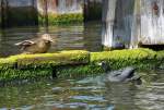 Stockente und Blsshuhn streiten sich um ???? auf der Amstel in Amsterdam - 23.07.2013