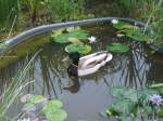 Foto in einem Teich(Botanischer Garten)