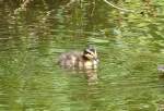 Stockentenkken im Schillerparkteich Euskirchen - 13.06.2014