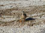 Am 01.04.2015 watschelte eine Ente am Strand des Gardasees entlang.