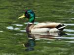 Stockente (Anas platyrhynchos).